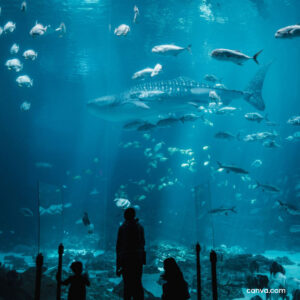 museum aquarium, many types of fish image: canva.com